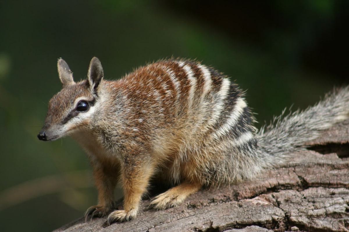 A numbat in the wild — small striped marsupial with a bushy tail